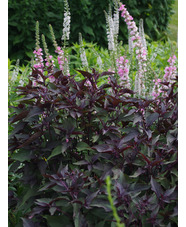 Ageratina altissima 'Chocolate'