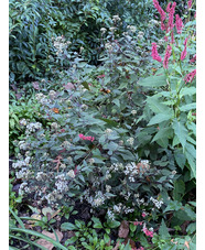 Ageratina altissima 'Chocolate'