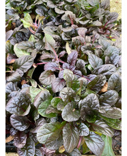 Ajuga reptans 'Atropurpurea'