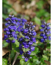 Ajuga reptans 'Atropurpurea'