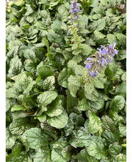 Ajuga reptans 'Braunherz'