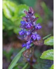 Ajuga reptans 'Braunherz'