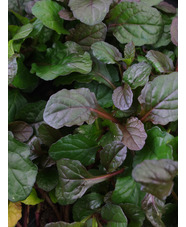 Ajuga reptans 'Braunherz'