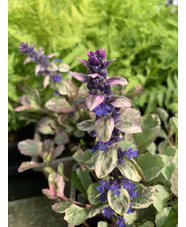 Ajuga reptans 'Burgundy Glow'