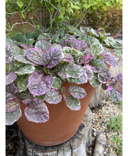 Ajuga reptans 'Burgundy Glow'