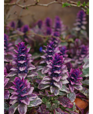 Ajuga reptans 'Burgundy Glow'