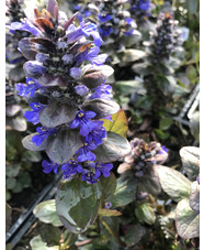 Ajuga reptans 'Catlin's Giant'