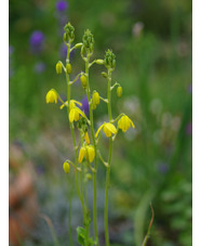 Albuca shawii