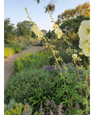 Alcea rugosa