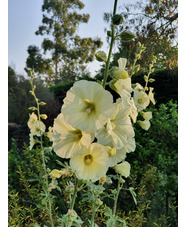 Alcea rugosa