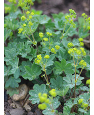 Alchemilla erythropoda Turkish Form