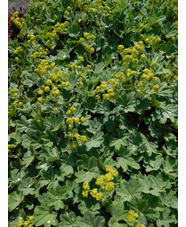 Alchemilla erythropoda Turkish Form