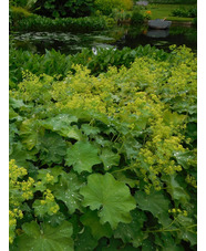 Alchemilla mollis