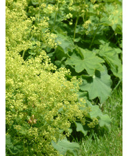 Alchemilla mollis