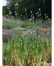 Allium ampeloprasum