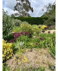 Allium atropurpureum
