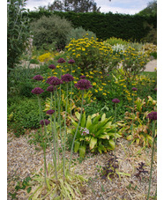 Allium atropurpureum (3xDB)
