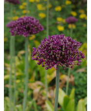 Allium atropurpureum (3xDB)