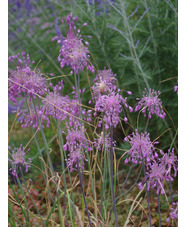 Allium carinatum subsp. pulchellum (3xDB)