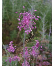 Allium carinatum subsp. pulchellum (3xDB)