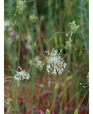 Allium carinatum subsp. pulchellum (3xDB)