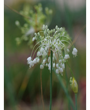 Allium carinatum subsp. pulchellum f. album 