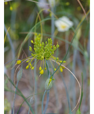 Allium flavum