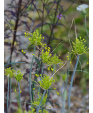 Allium flavum