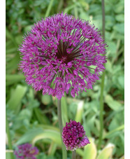 Allium hollandicum 'Purple Sensation'