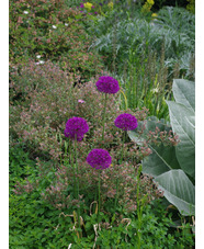 Allium hollandicum 'Purple Sensation'