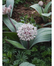 Allium karataviense