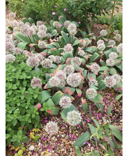 Allium karataviense