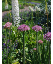 Allium 'Pink Jewel' (DB)