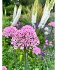 Allium 'Pink Jewel' (DB)