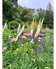 Allium 'Pink Jewel' (DB)