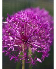 Allium 'Purple Rain' (3xDB)