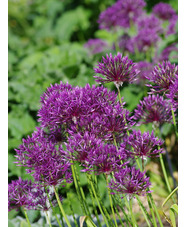 Allium 'Purple Rain' (3xDB)
