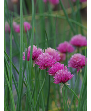 Allium schoenoprasum 'Forescate'