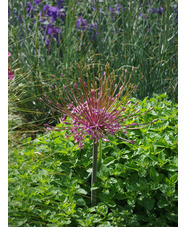 Allium schubertii