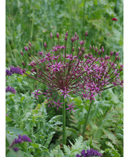 Allium schubertii