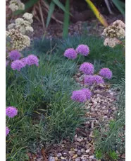 Allium senescens subsp. glaucum