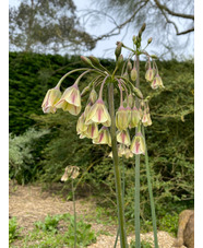 Allium siculum subsp. dioscoridis (5xDB) (Nectaroscordum)