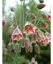 Allium siculum subsp. dioscoridis (5xDB) (Nectaroscordum)