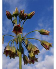 Allium siculum subsp. dioscoridis (5xDB) (Nectaroscordum)