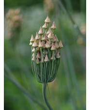 Allium siculum subsp. dioscoridis