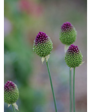 Allium sphaerocephalon