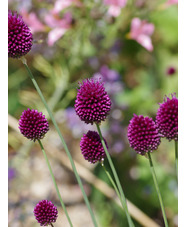 Allium sphaerocephalon