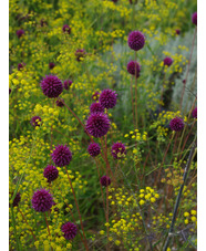 Allium sphaerocephalon