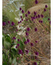 Allium sphaerocephalon