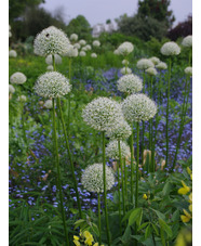 Allium stipitatum 'White Giant' (DB)